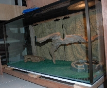 Dumerilii (dumeril's monitor)
