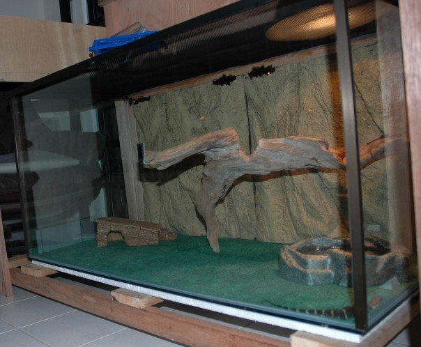 Dumerilii (dumeril's monitor)