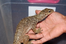 bengalensis nebulosus (clouded)