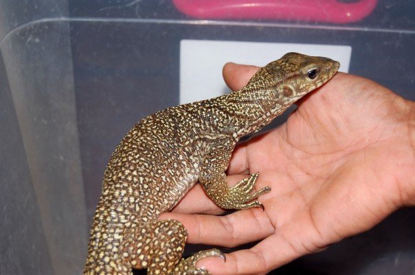 bengalensis nebulosus (clouded)