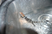 Dumerilii
