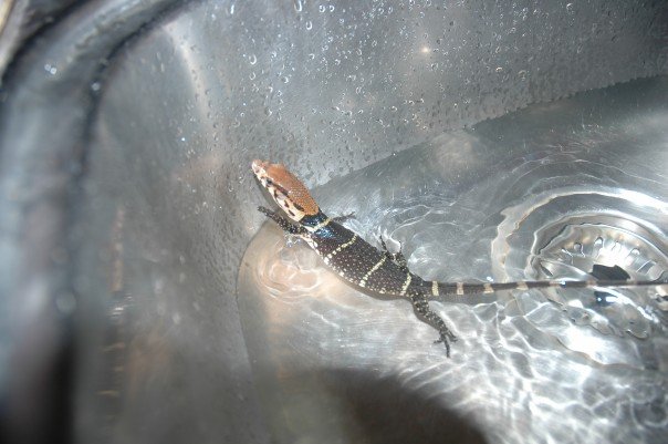 Dumerilii