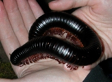 Morri holding Walenski