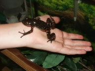 running frog