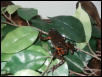 running frog