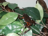 running frog