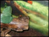 running frog