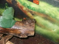 running frog