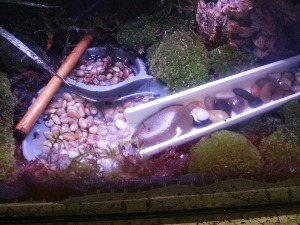 my new tank