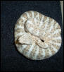 bagdad speckled