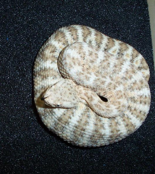 bagdad speckled