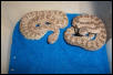 NMviridis