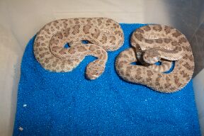 NMviridis