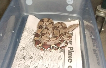 boa