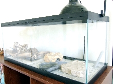 Tank Setup