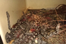 litter_A
