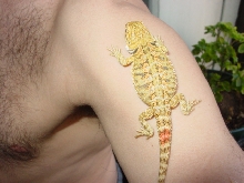 mellow  yellow my keeper male