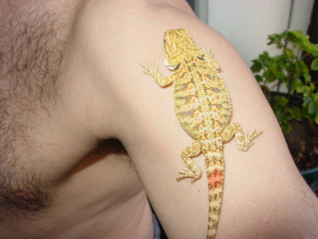 mellow  yellow my keeper male