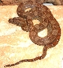 female Nicaraguan