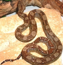 male Nicaraguan