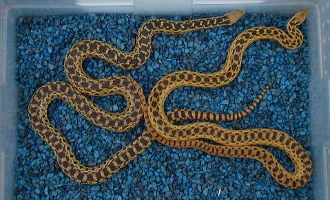 het. albino San Diego Gopher snakes