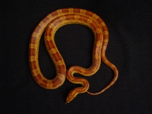 male Corn