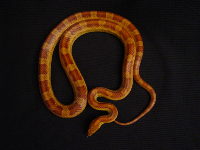 male Corn