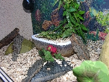 viv 4 leos 2