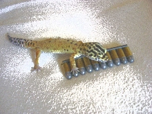 Gary with bullets