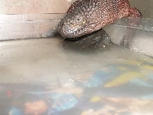 what are you doing in my pool?