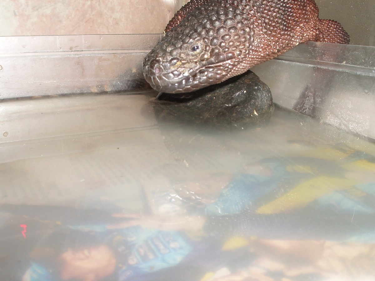 what are you doing in my pool?