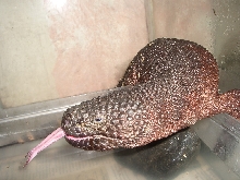 Lengua larga