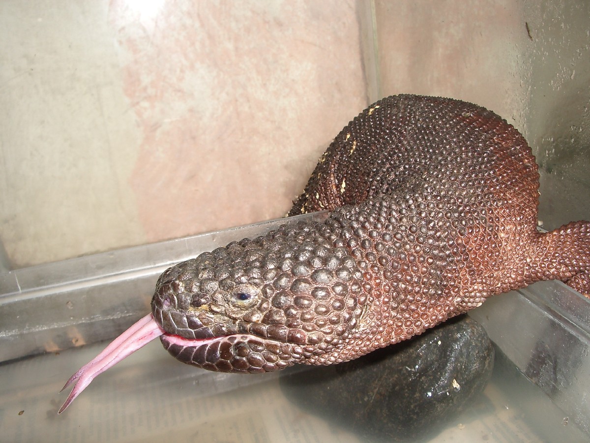 Lengua larga