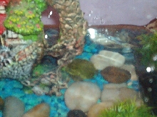 Samuri's tank
