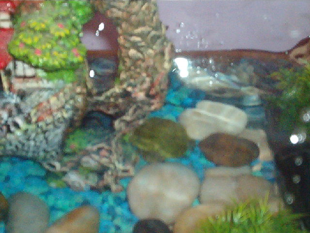 Samuri's tank