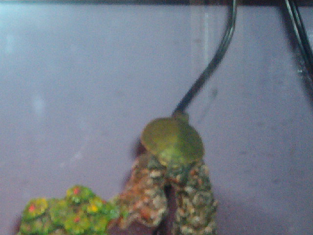 Samuri the yertley turtley