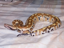 Blood Python