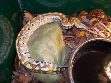 Blood Python 2