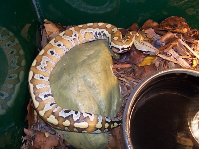 Blood Python 2