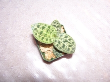 Jewel Orchid