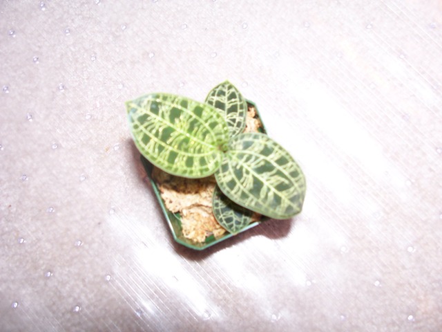 Jewel Orchid