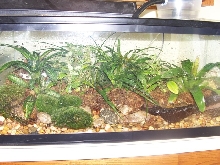 New D. leucomelas tank