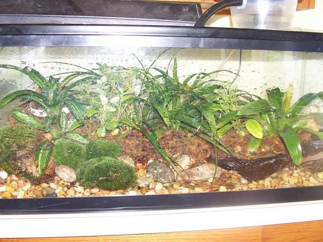 New D. leucomelas tank