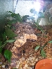 Froglet tank