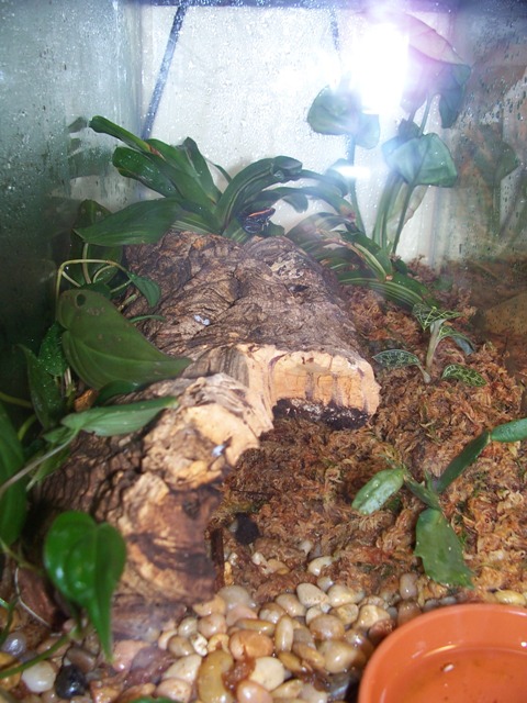 Froglet tank