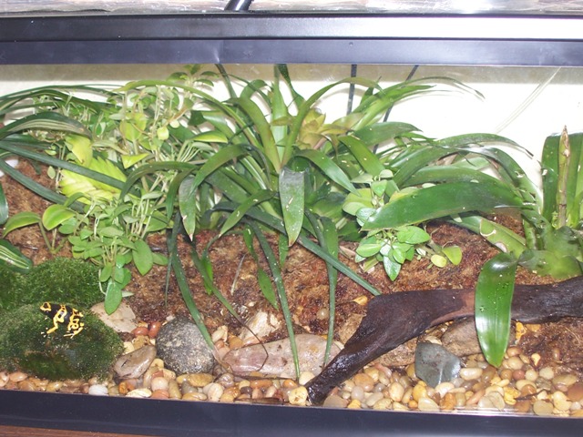 Luke's Leucs