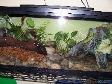 My tank