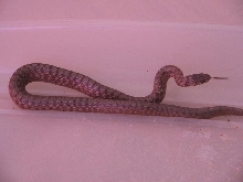 what kind of snake is this?