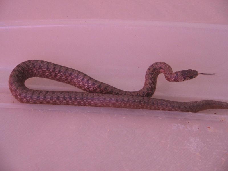 what kind of snake is this?