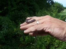 BABY MILKSNAKE